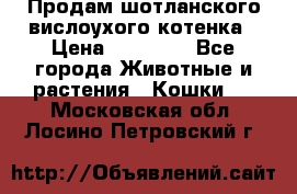 Продам шотланского вислоухого котенка › Цена ­ 10 000 - Все города Животные и растения » Кошки   . Московская обл.,Лосино-Петровский г.